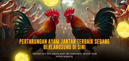 Mengenal Jenis Ayam Aduan Terpopuler di Sabung Ayam SV388